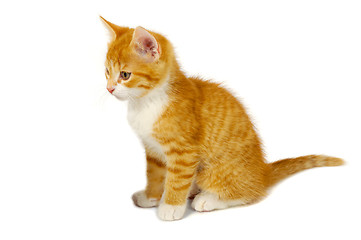 Image showing Red cat