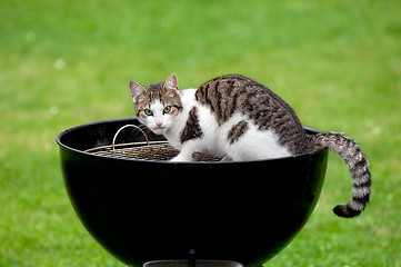 Image showing Hungry cat