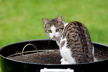 Image showing Cat on grill