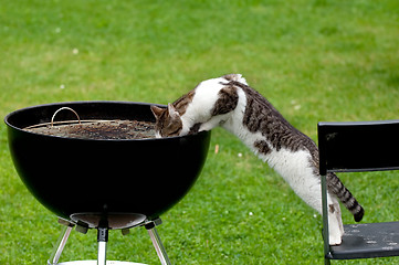 Image showing Hungry cat