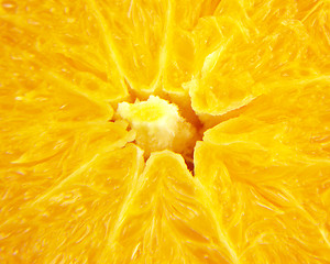 Image showing Orange macro 