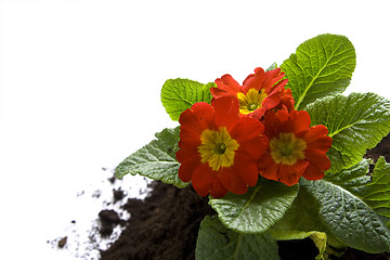 Image showing Springtime gardening