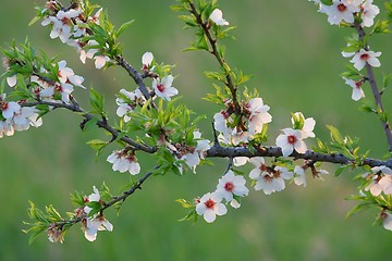 Image showing Spring tree