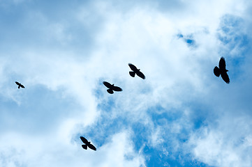 Image showing Birds