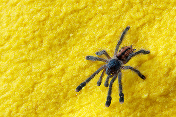 Image showing Spider