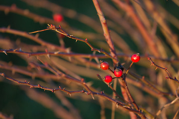 Image showing Rosehips