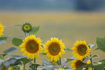 Image showing Sunflowers