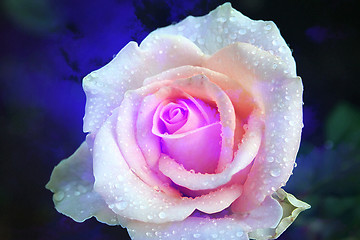 Image showing rose