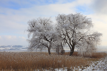 Image showing Frozen tree