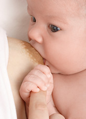 Image showing Newborn sucks mother's breast, breastfeeding