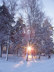 Image showing Winter sunset seen through trees