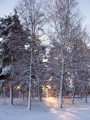 Image showing Winter sunset seen through trees