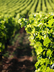 Image showing Vineyard