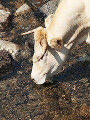 Image showing Cow drinking water