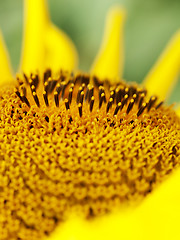 Image showing Sunflower