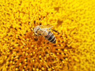 Image showing bee on sunflower