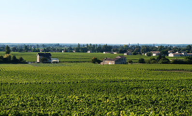 Image showing Vineyard