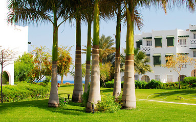Image showing palms on lawn