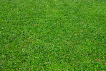 Image showing Close up image of fresh spring green grass