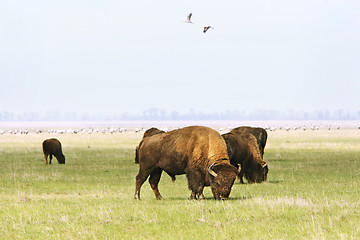 Image showing  wild buffalos