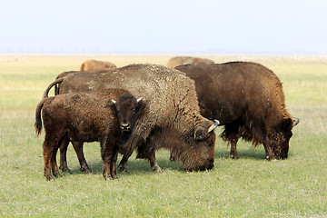 Image showing  buffalos