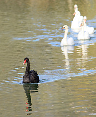 Image showing black swan