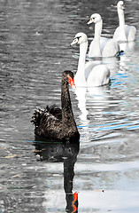 Image showing black swan