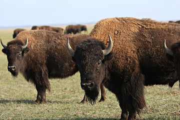 Image showing Buffalo