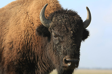 Image showing Close-up buffalo