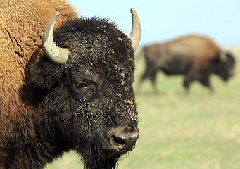 Image showing Close-up buffalo 1