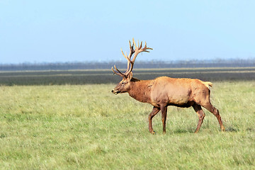 Image showing Deer 