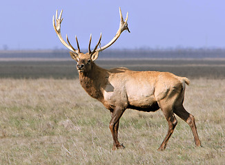 Image showing Deer