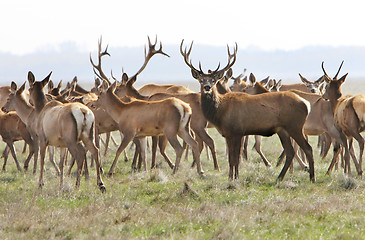 Image showing deers