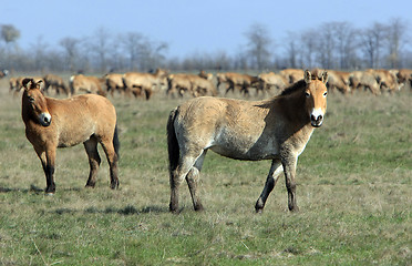 Image showing wild horse-tarpan