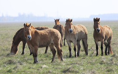 Image showing wild horse-tarpan