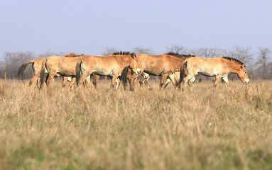 Image showing wild horse-tarpan