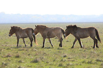 Image showing wild horse-tarpan