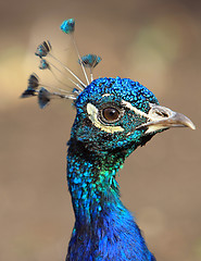 Image showing Close-up peacock