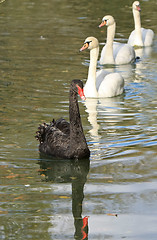 Image showing black swan