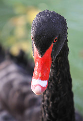 Image showing close-up of black swan