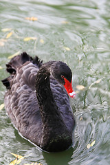 Image showing black swan