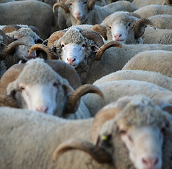 Image showing Sheep