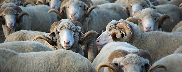 Image showing Sheep