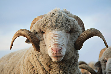 Image showing Cloe-up sheep