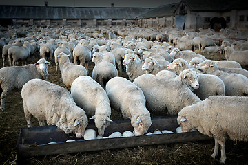 Image showing  herd of sheeps
