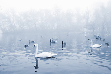 Image showing Birds in the pond