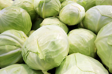 Image showing cabbage 1