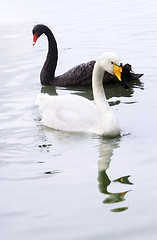 Image showing Swan