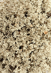 Image showing Reindeer moss put by background