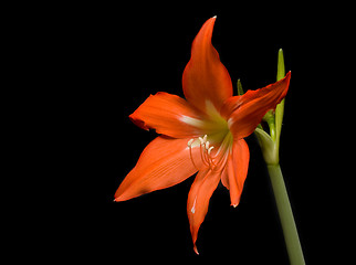 Image showing Orange lily